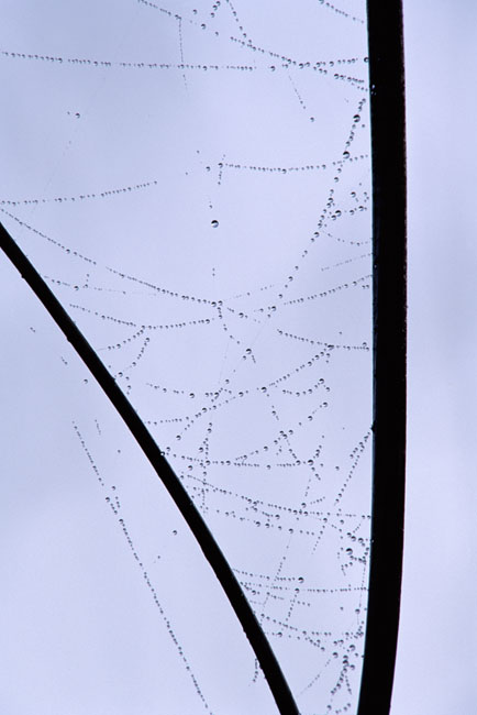 Grass, Spider Web, and Dew