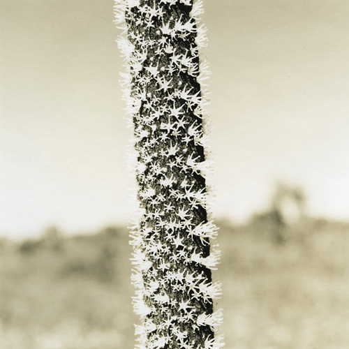 Grass Tree Flowering