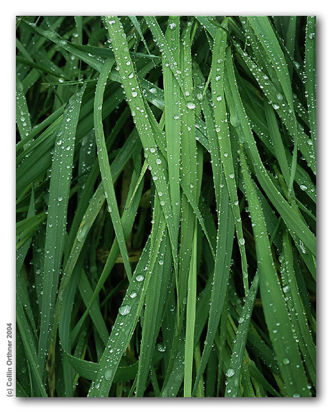 Grass-waterdrops--nature