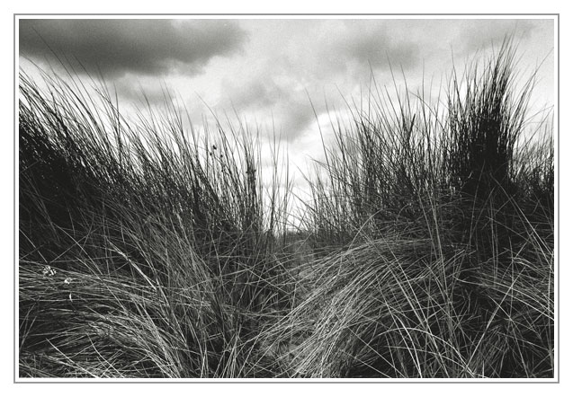 grass