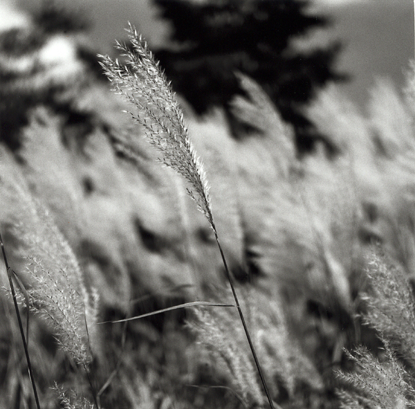 Grass