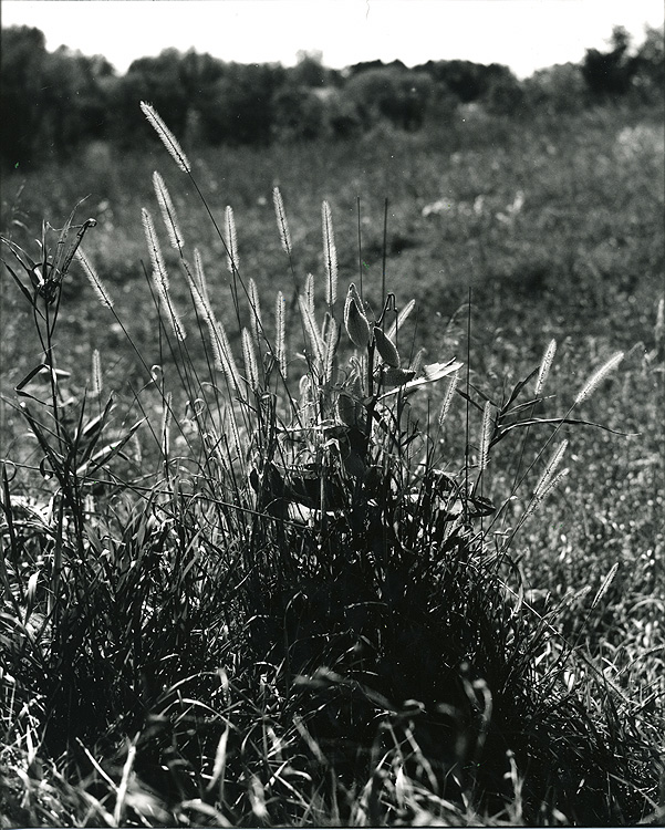 Grass