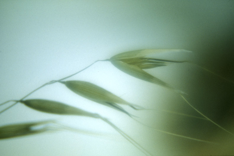 grass