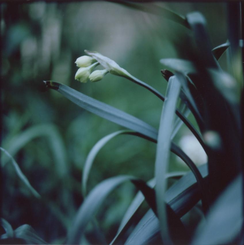 Grass