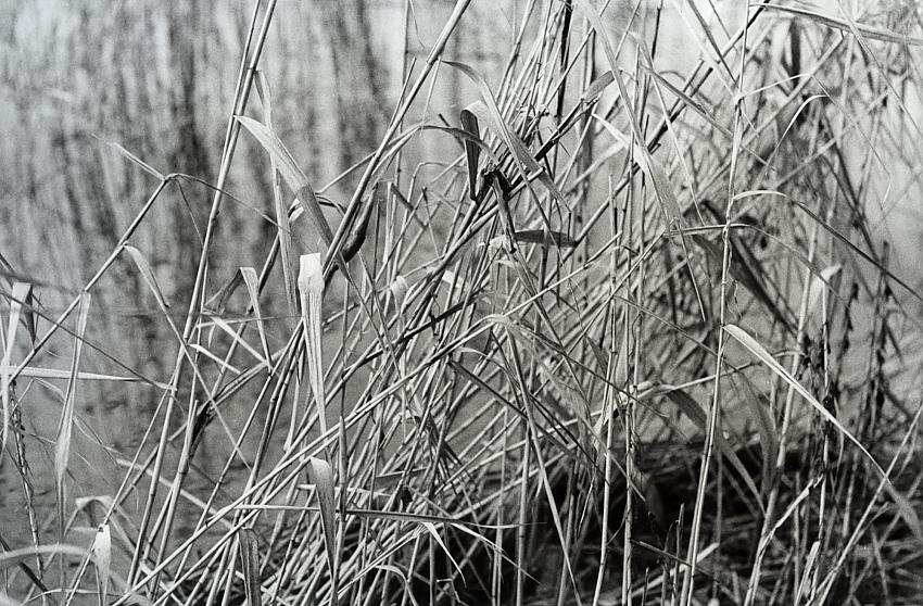 Grass