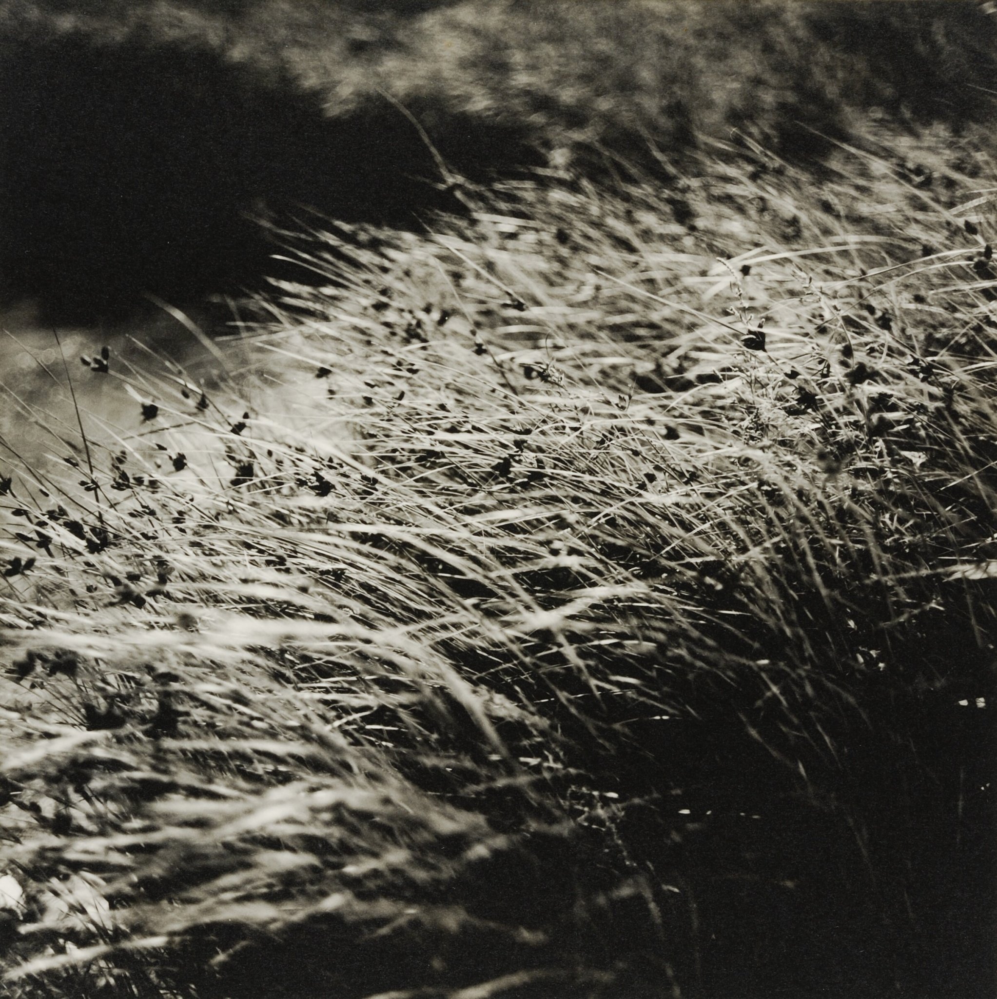Grass