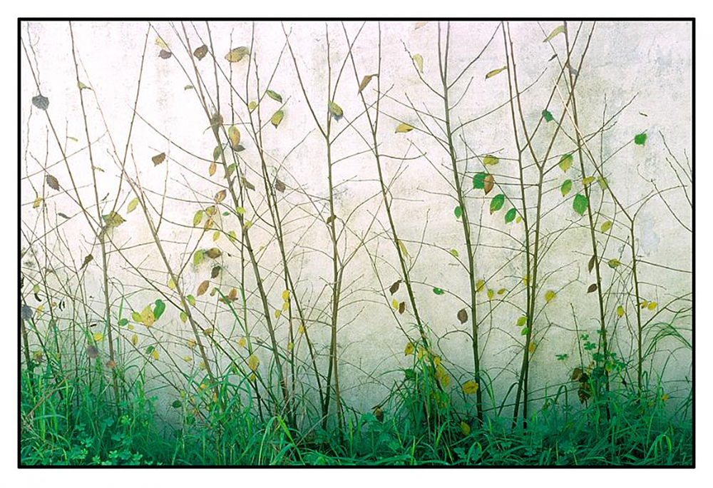 Grass