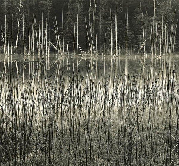 Grasses And Cedars, O'Neal Lake, Photostock 2009