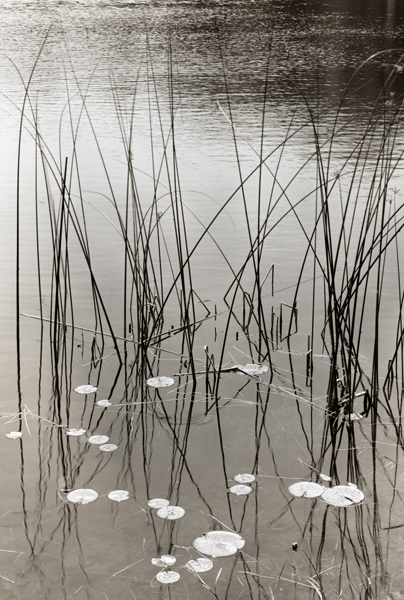 Grasses And Lily Pads