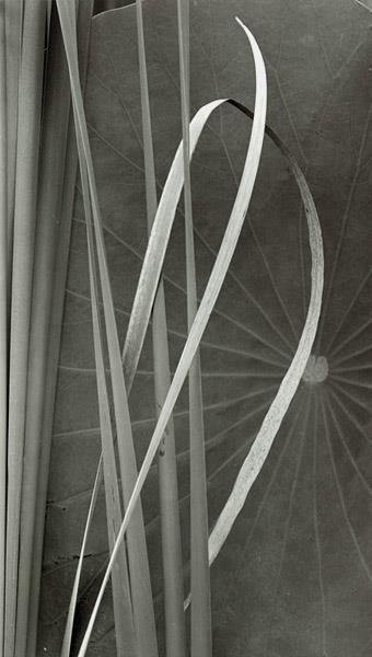 Grasses and Lotus Leaf