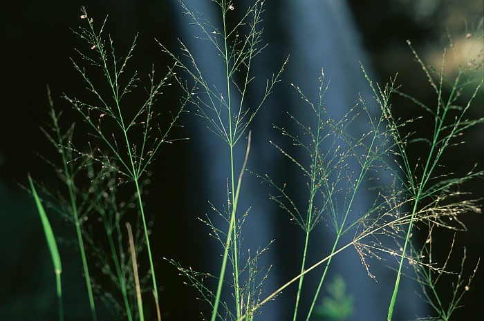 Grasses and Waimea Falls
