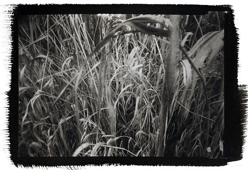 Grasses at Beaver Creek