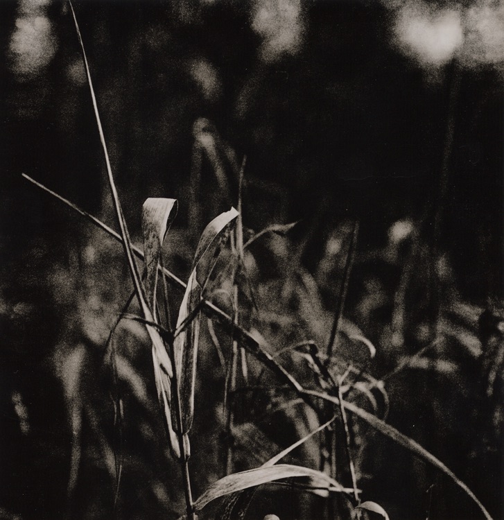 Grasses, Fomabrom