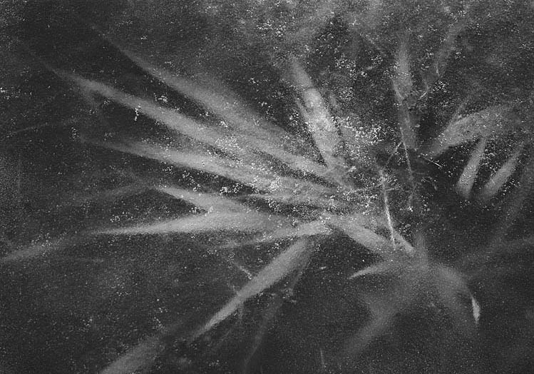 Grasses in Ice, Eagle Creek