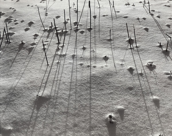 Grasses In Snow