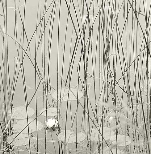 Grasses, O'Neal Lake