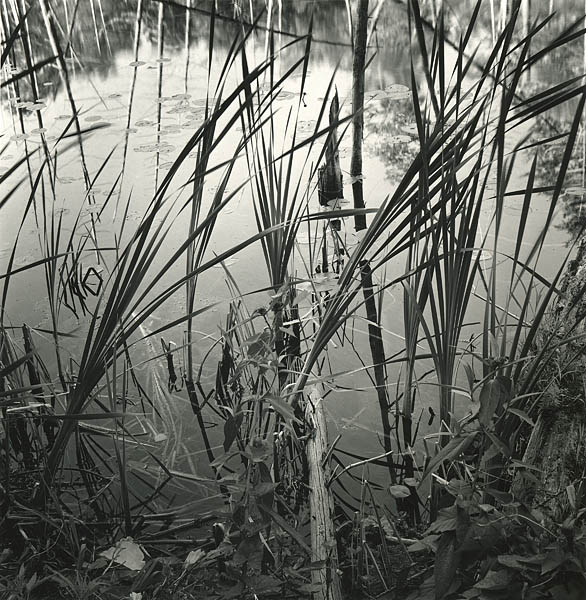 Grasses, O'Neil Lake