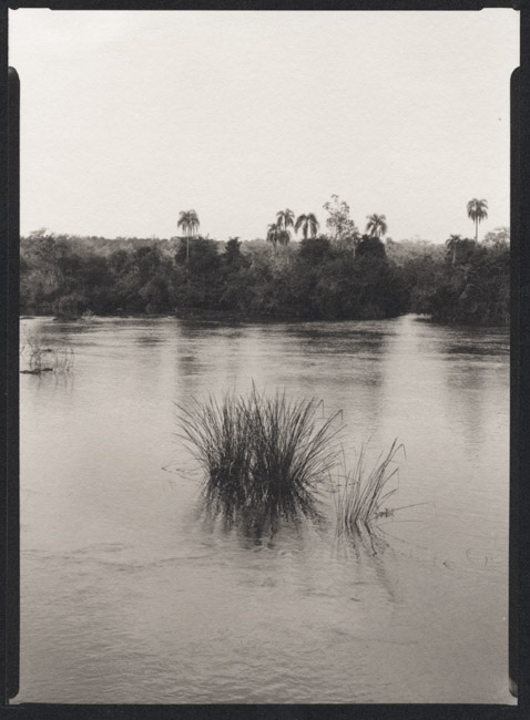 Grasses, Parana River, Iguazu Falls