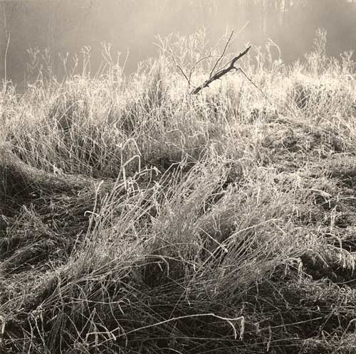 Grasses with morning frost