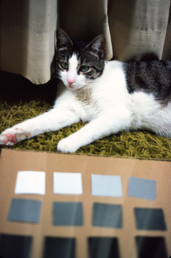 Grayscale and Cat