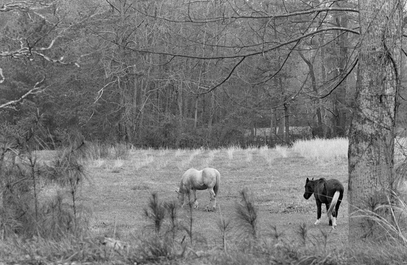 Grazing