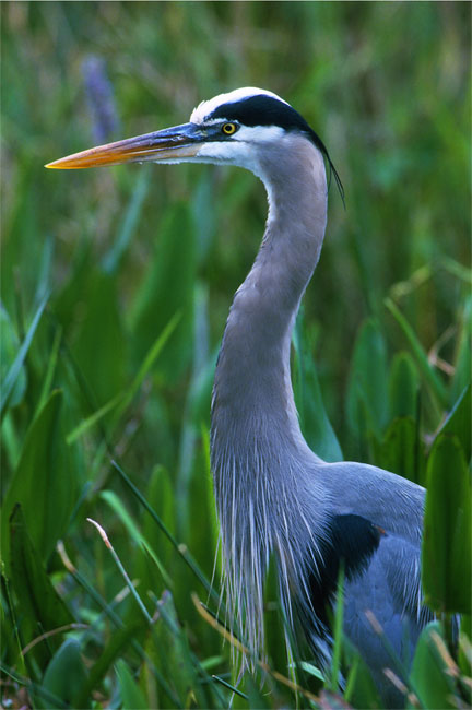Great Blue Heron