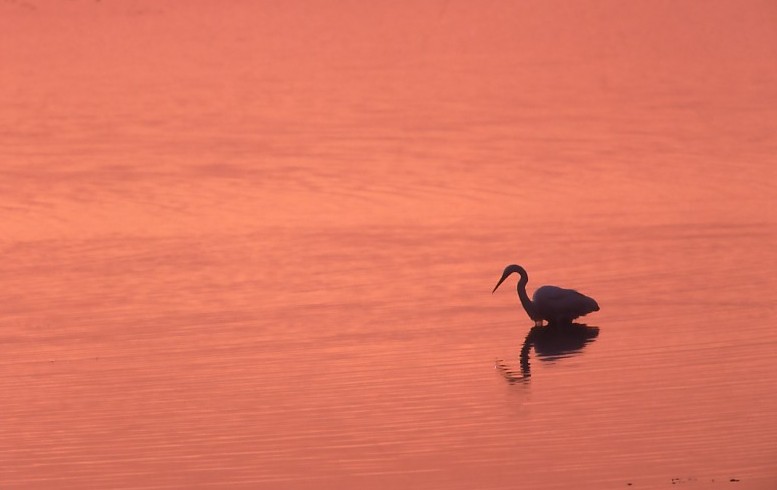 Great Egret