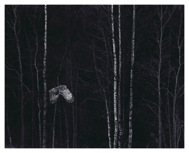 Great Grey Owl 2