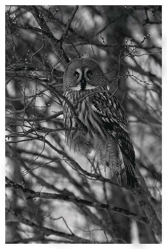 Great Grey Owl 3