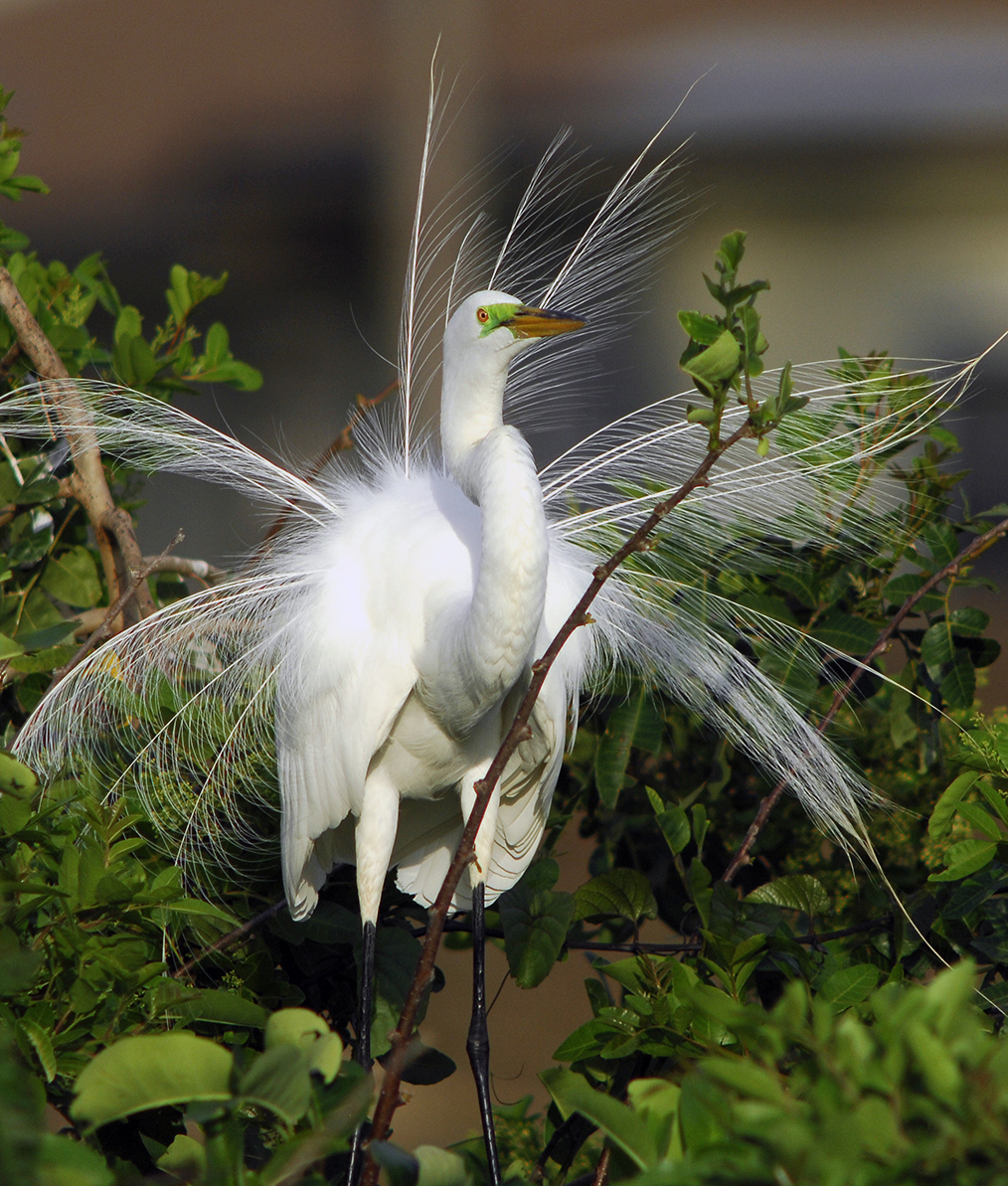 Great White Egret