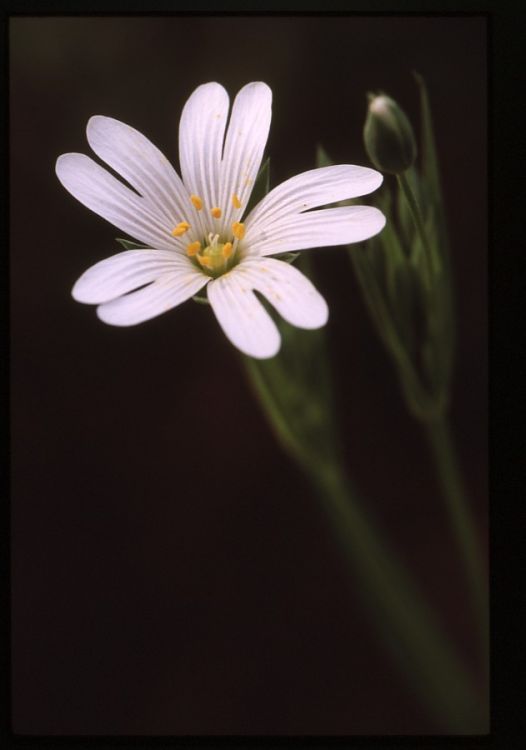 Greater Stitchwort.