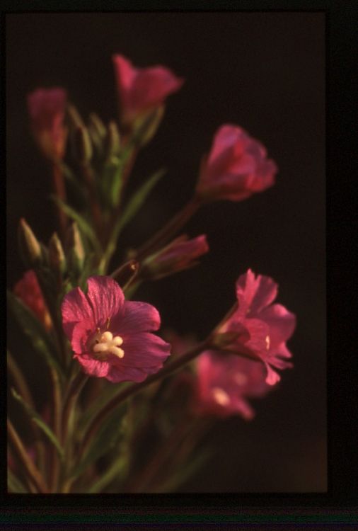 Greater Willowherb.