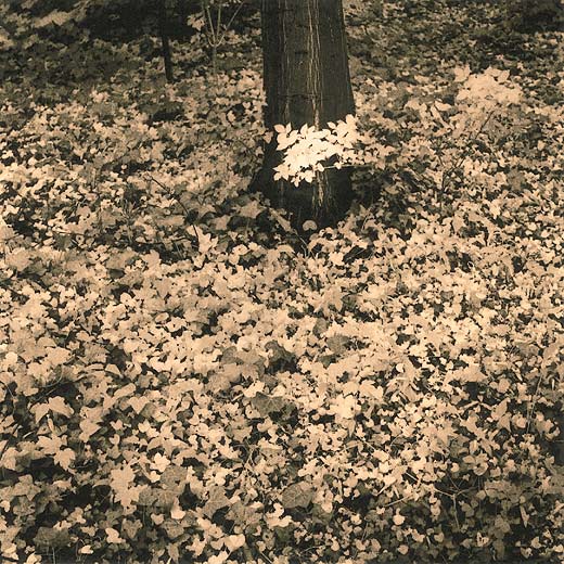 Green Huerth