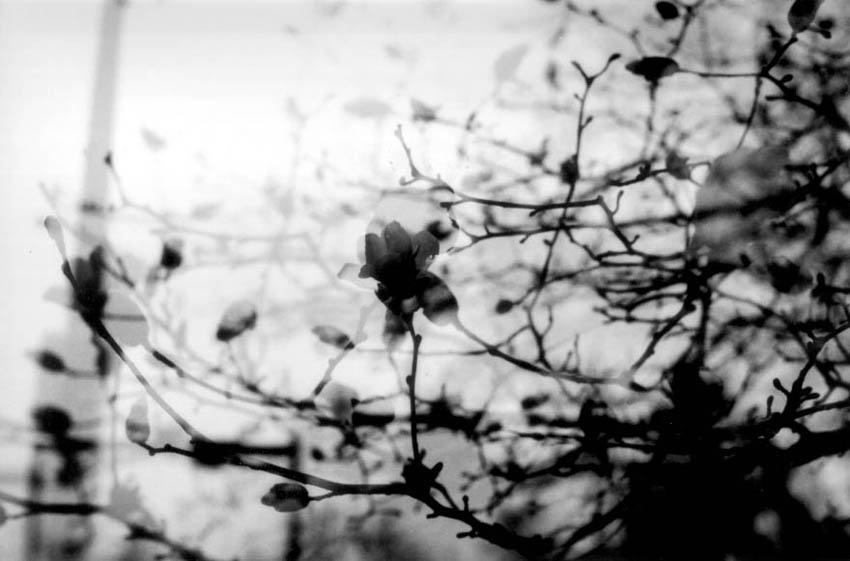 Green Street magnolias