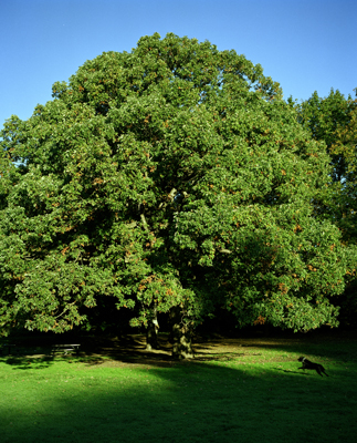 green tree, black dog
