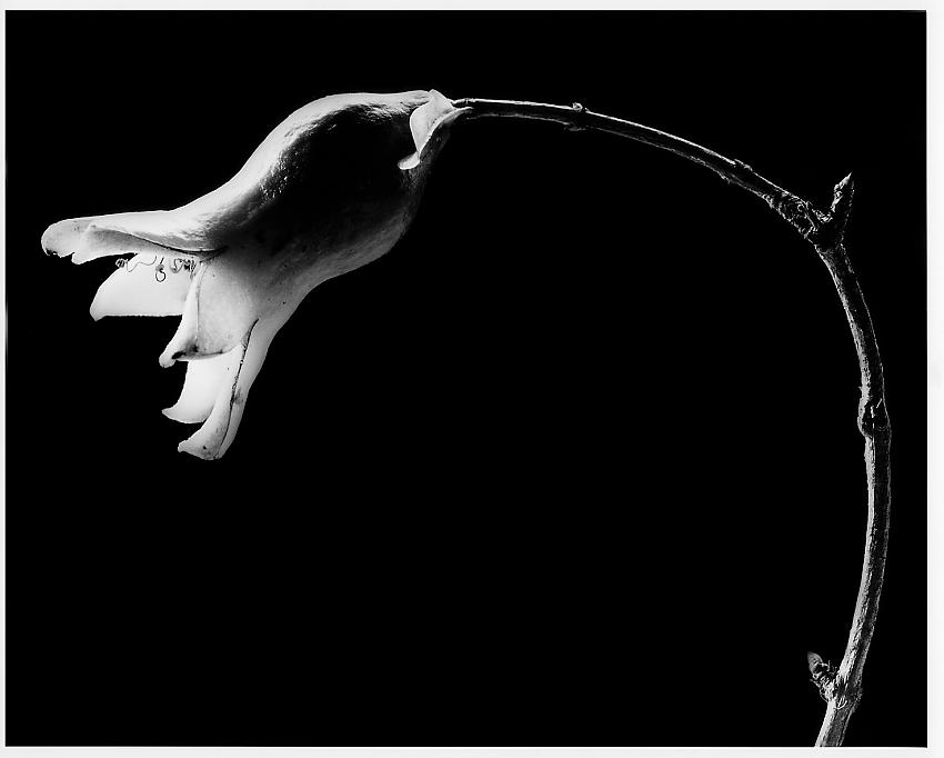 Grenadine flower