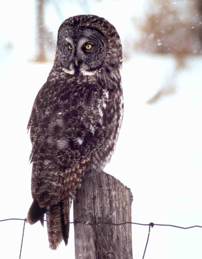 Grey Owl