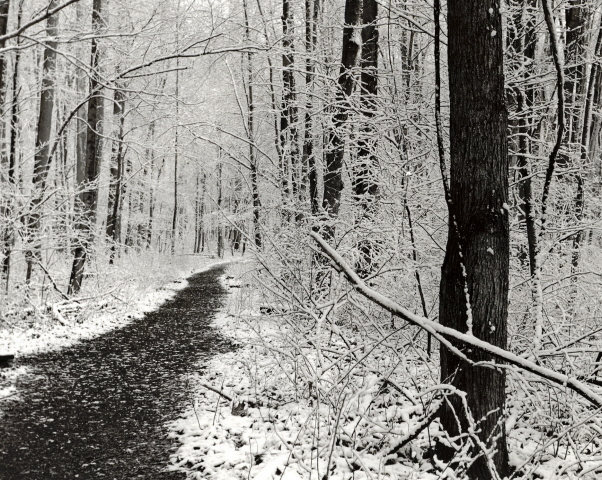 Griffy woods trail