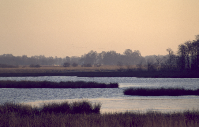Groote Peel Nature Reserve