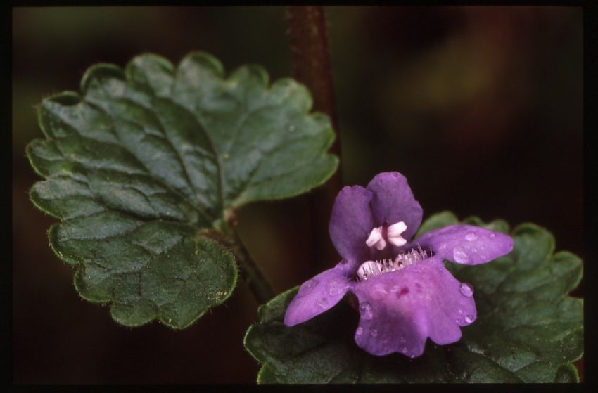 Ground Ivy.