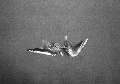 grounded bird