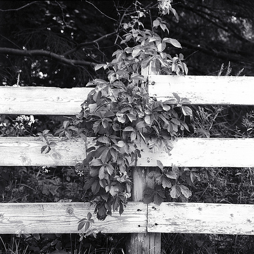Growing Over the Fence