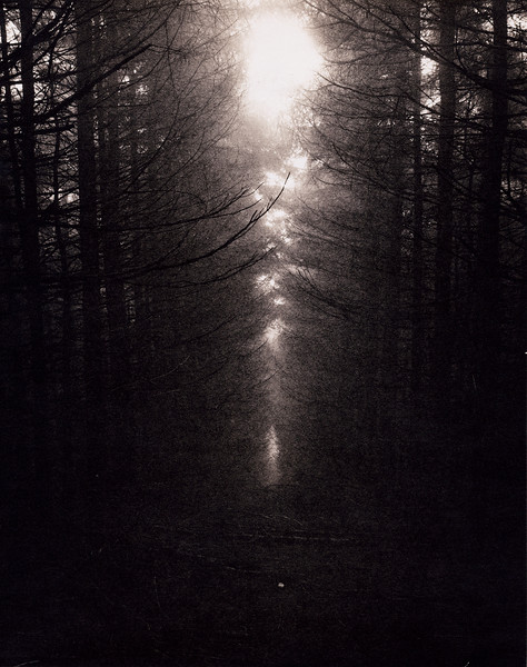 Grwyne Fawr Forest 2