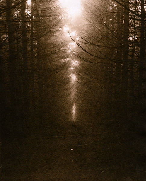 Grwyne Fawr Forest
