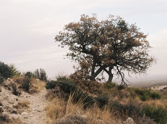 Guadalupe Mountains