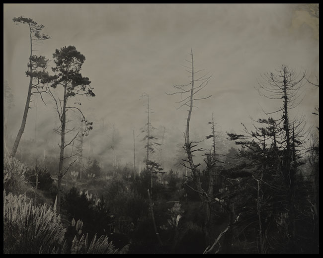 Gualala Trees 2