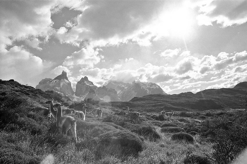 guanacos in patagonia
