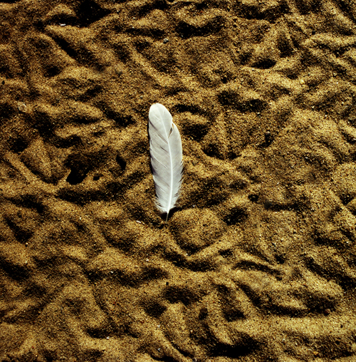 Gull Feather