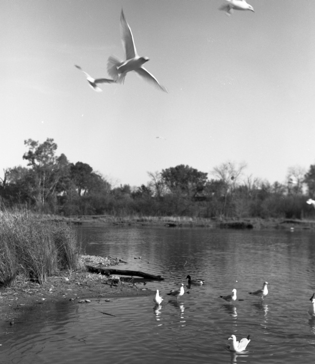 Gulls, American River
