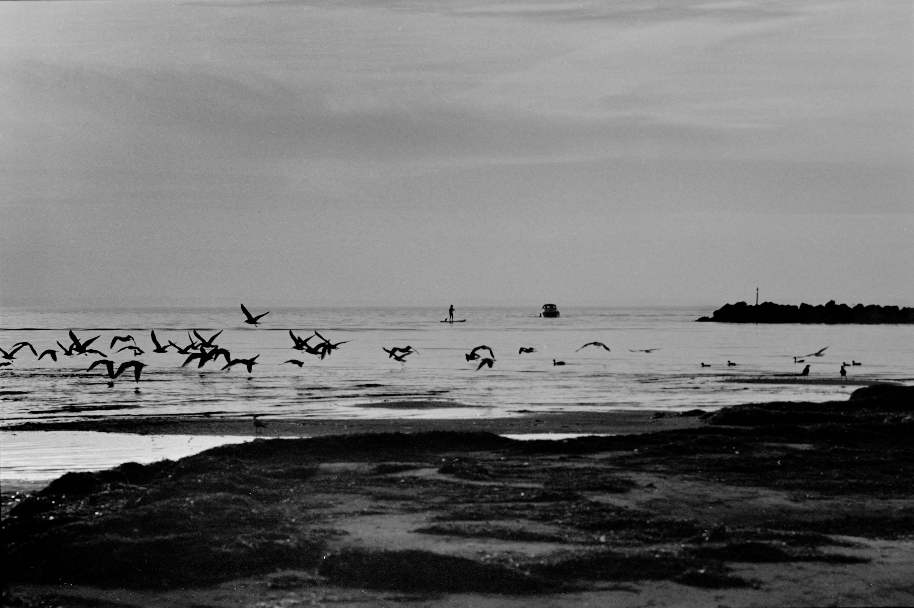 Gulls Galore